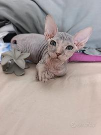 Sphynx femina