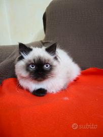 Gatti persiani himalayani