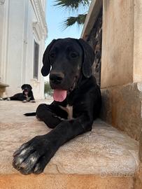 Alano femmina 4 mesi