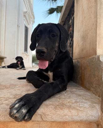 Alano femmina 4 mesi