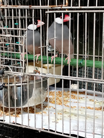 Coppia di padda 2023/2024