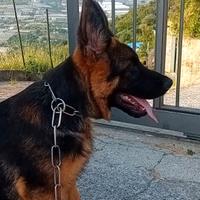 Cuccioli di pastore tedesco