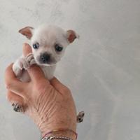 Chihuahua mini toy maschietto