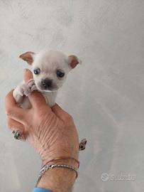 Chihuahua mini toy maschietto