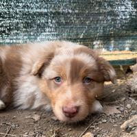 Cuccioli di Pastore Australiano