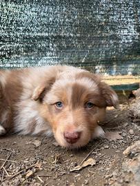 Cuccioli di Pastore Australiano