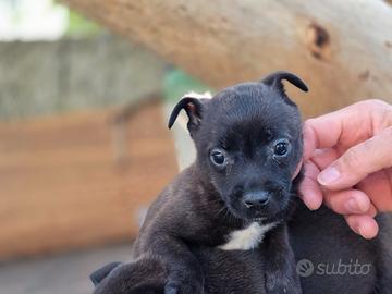 American Staffordshire terrier