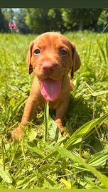Cucciola Vizsla