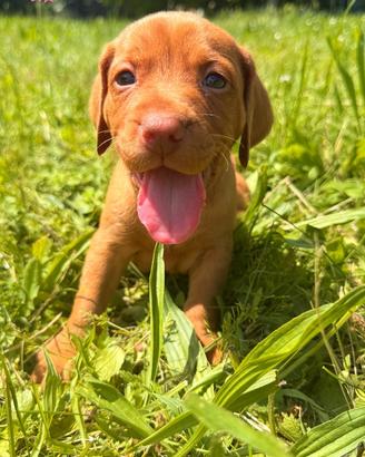 Cucciola Vizsla