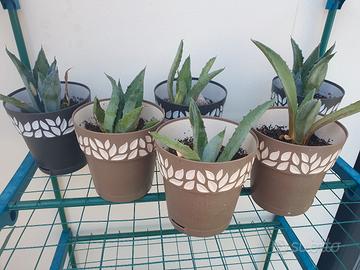 Piante di Agave americana glauca
