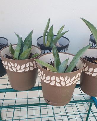 Piante di Agave americana glauca