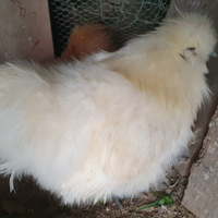 Gallo Moroseta