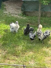 Gallo e Gallina padovano e moroseta