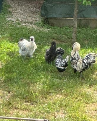Gallo e Gallina padovano e moroseta