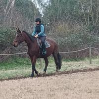 Fattrice sella italiana