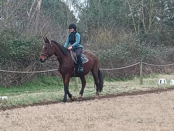 Fattrice sella italiana