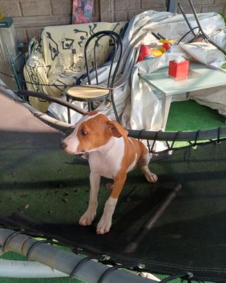 Cuccioli Amstaff