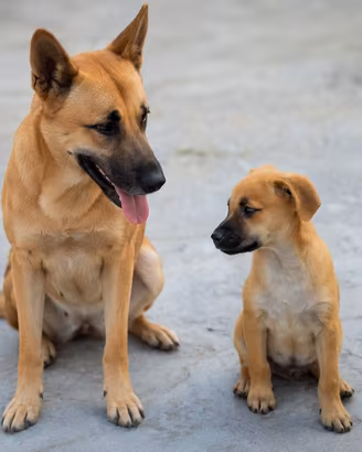 cucciolo maschio pastore belga tedesco 