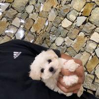 Maltese coreano Toy