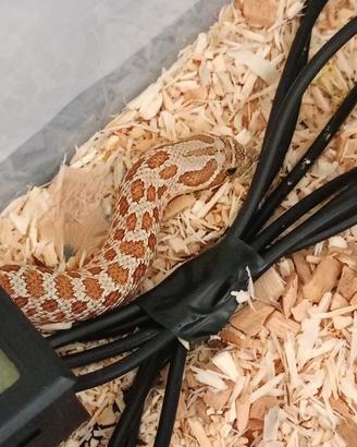 Heterodon nasicus