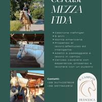 Mezza fida cavallo