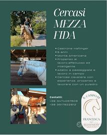 Mezza fida cavallo