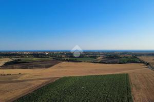 TER. AGRICOLO A MONTALTO DI CASTRO