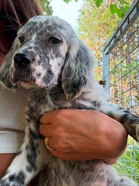 Setter inglese