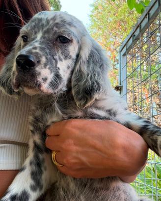 Setter inglese