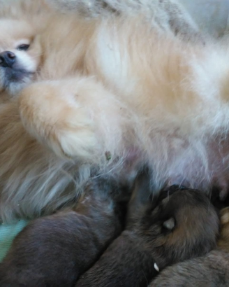 Cuccioli Pomerania nano Spitz Toy