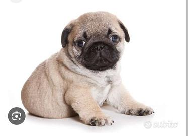 Cuccioli carlino chihuahua pechinese