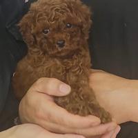 Cuccioli di barboncini red brwaun ipertipici