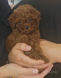 Cuccioli di barboncini red brwaun ipertipici