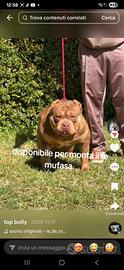 American bully