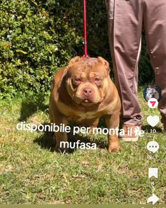 American bully