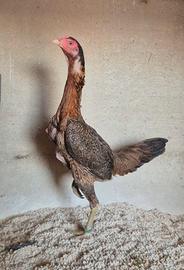 Galline razza combattente