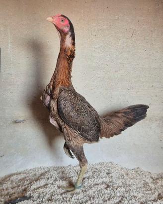 Galline razza combattente