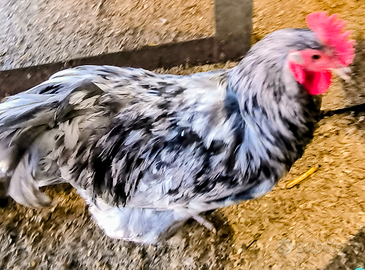 Galli Australorp splash