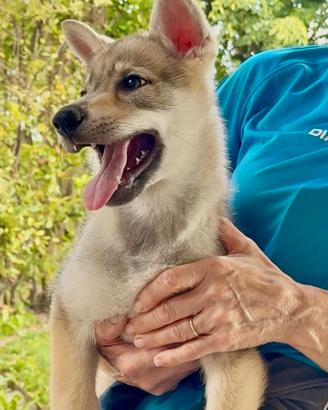 Cuccioli Cane Lupo Cecoslovacco