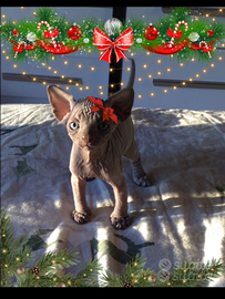 Elfi di babbo natale (cuccioli Sphynx con pedigree