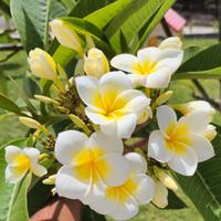 Plumeria Mariage