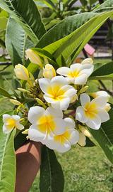 Plumeria Mariage