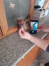 Pincher nano da borsetta