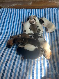 Cuccioli incrocio