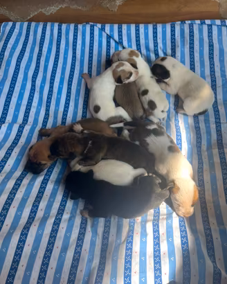 Cuccioli incrocio