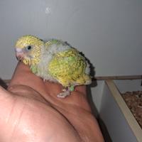 Cocorite incrocio inglese