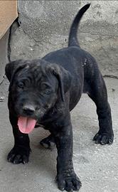 Mastino/Corso