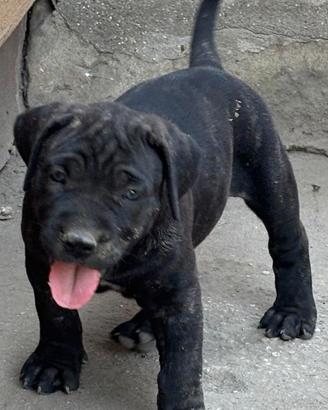 Mastino/Corso