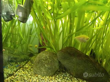  acquario 300 litri 