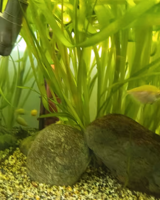  acquario 300 litri 
